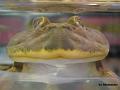 Lepidobatrachus laevis  11